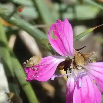 Foto von  (Sibinia subelliptica)