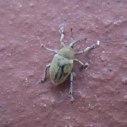 Foto von Pechnelkenrüssler (Sibinia viscariae)