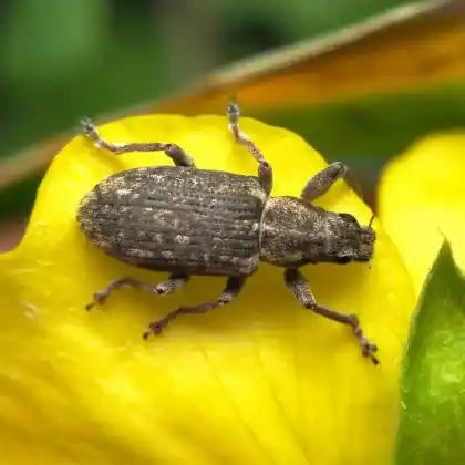 Foto von  (Sitona cylindricollis)