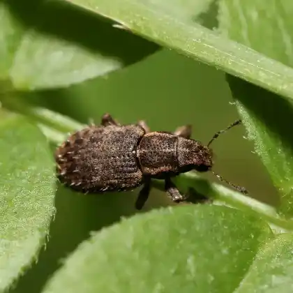 Foto von  (Sitona hispidulus)
