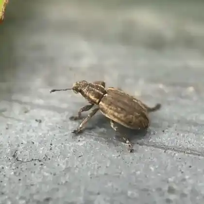 Foto von  (Sitona humeralis)