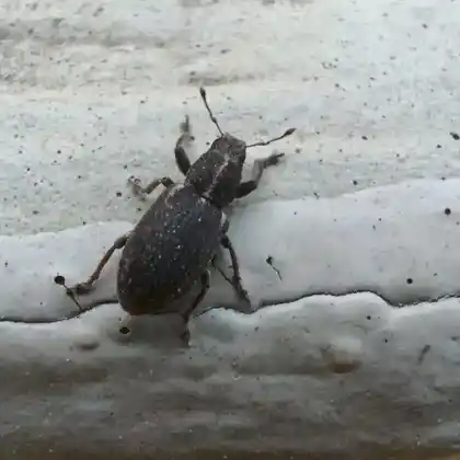 Foto von  (Sitona inops)