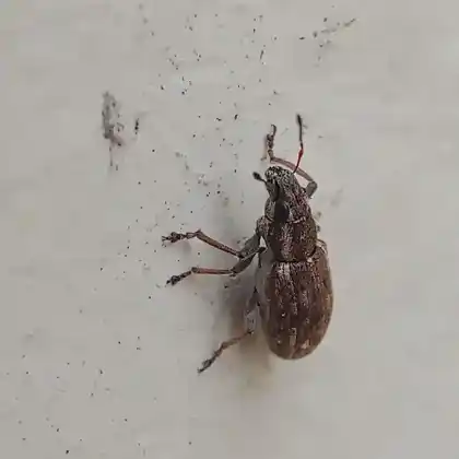 Foto von  (Sitona lateralis)