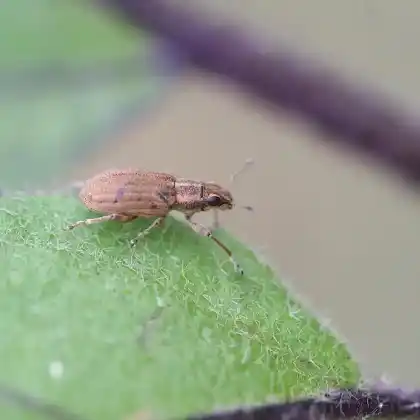 Foto von  (Sitona lineatus)