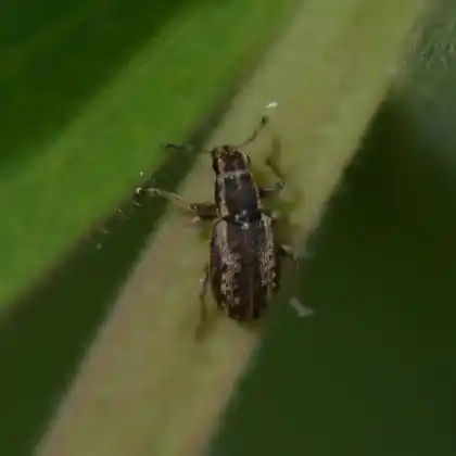 Foto von  (Sitona lineellus)