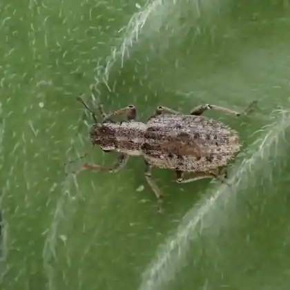 Foto von  (Sitona macularius)
