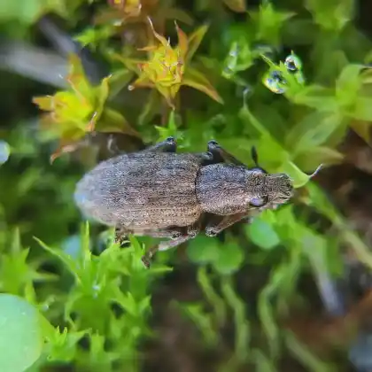 Foto von  (Sitona obsoletus)