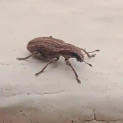 Foto von  (Sitona puncticollis)