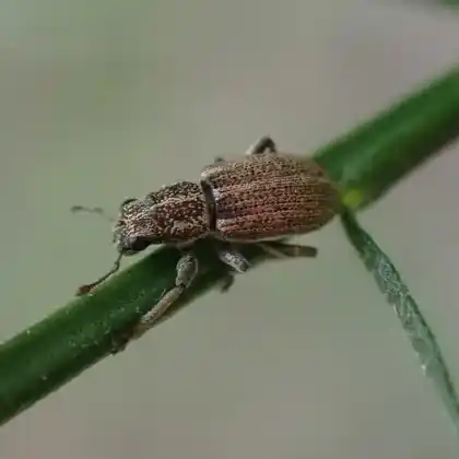 Foto von  (Sitona striatellus)
