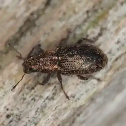 Foto von Furchenkopf-Blattrandrüssler (Sitona sulcifrons)