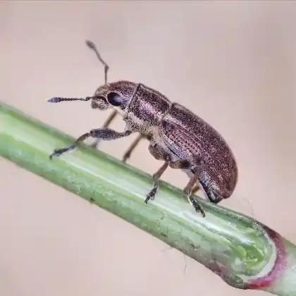 Foto von  (Sitona suturalis)