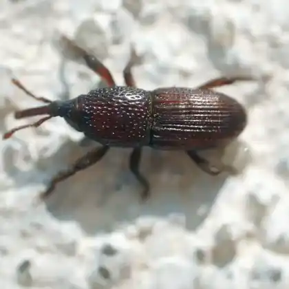 Foto von Kornkäfer (Sitophilus granarius)