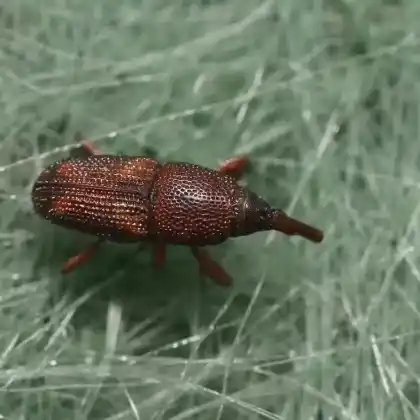 Foto von Reiskäfer (Sitophilus oryzae)