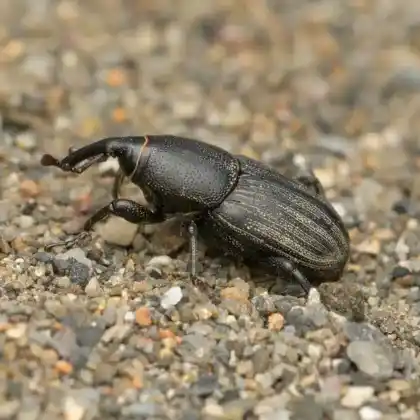 Foto von  (Sphenophorus striatopunctatus)