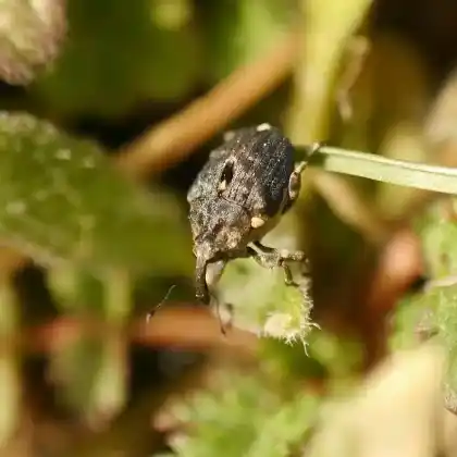 Foto von  (Stenocarus ruficornis)