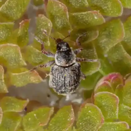 Foto von  (Stenopelmus rufinasus)