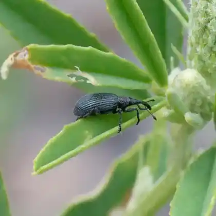 Foto von  (Stenopterapion meliloti)