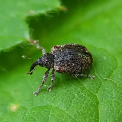 Foto von  (Stereonychus fraxini)