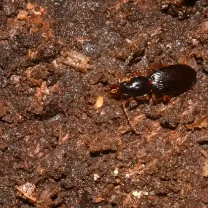 Foto von  (Stomodes gyrosicollis)