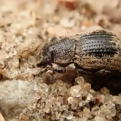 Foto von  (Strophosoma faber)