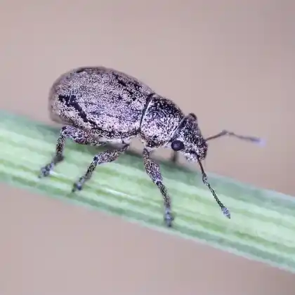 Foto von  (Strophosoma nebulosum)