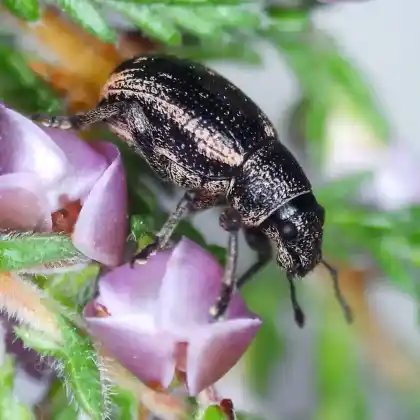 Foto von  (Strophosoma sus)