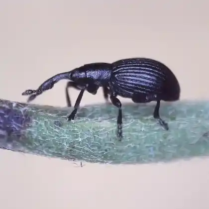 Foto von  (Synapion ebeninum)