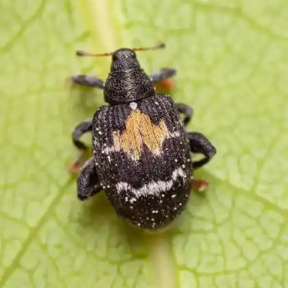 Foto von  (Tachyerges rufitarsis)