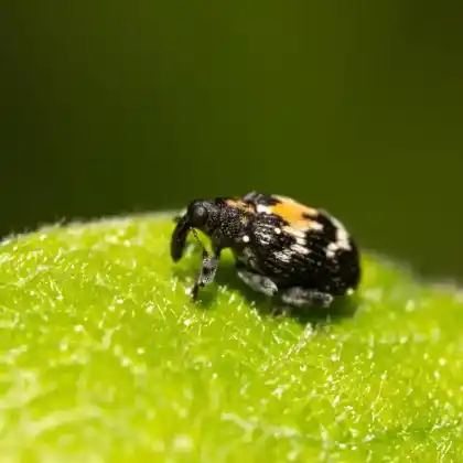 Foto von Weiden-Springrüssler (Tachyerges salicis)