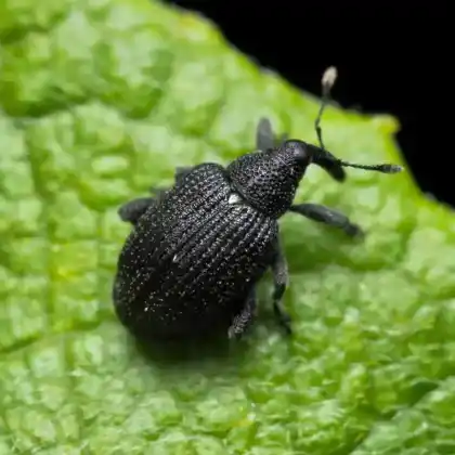 Foto von  (Tachyerges stigma)