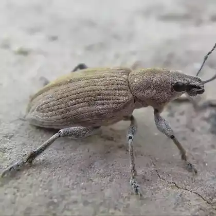 Foto von Echter Streckrüssler (Tanymecus palliatus)