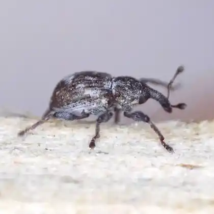 Foto von  (Tanysphyrus lemnae)