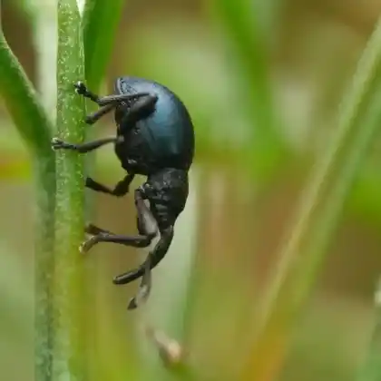 Foto von  (Taphrotopium sulcifrons)