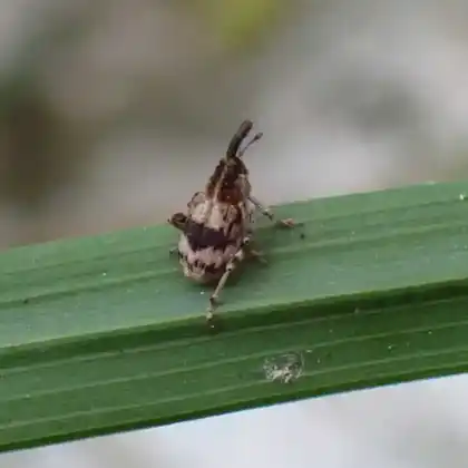 Foto von  (Tapinotus sellatus)