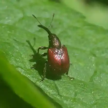 Foto von  (Tatianaerhynchites aequatus)