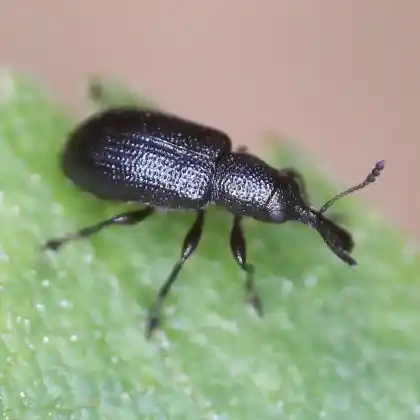 Foto von  (Temnocerus nanus)