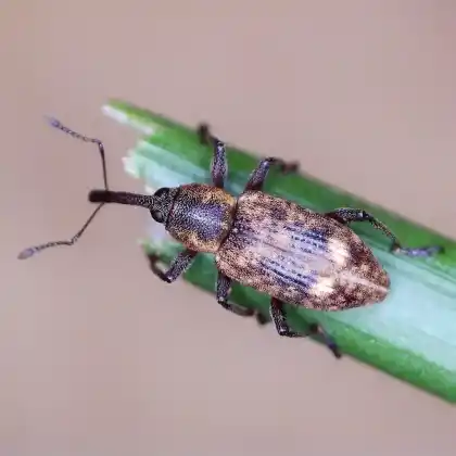 Foto von Braungrauer Riedgrasrüssler (Thryogenes festucae)