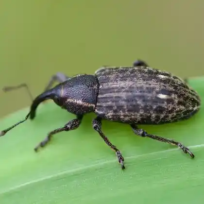 Foto von  (Tournotaris bimaculata)