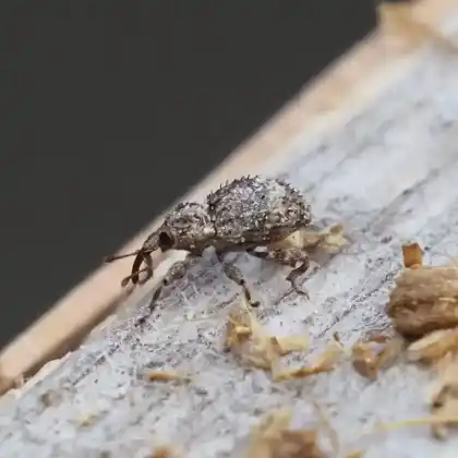 Foto von  (Trachodes hispidus)