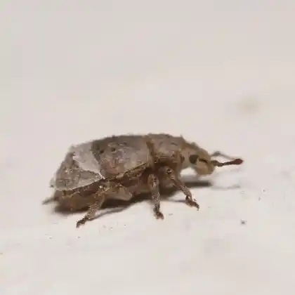 Foto von  (Trachyphloeus rectus)
