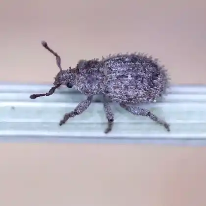 Foto von  (Trachyphloeus scabriculus)