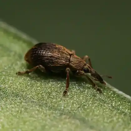 Foto von  (Trichopterapion holosericeum)