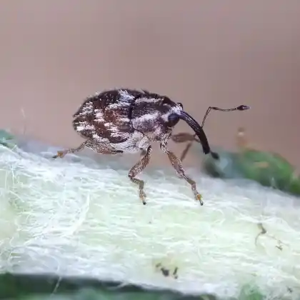 Foto von  (Trichosirocalus barnevillei)