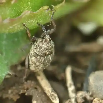 Foto von  (Trichosirocalus horridus)