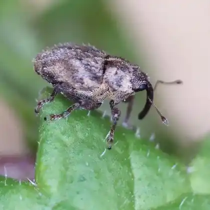 Foto von Spitzwegerich-Borstenrüssler (Trichosirocalus troglodytes)