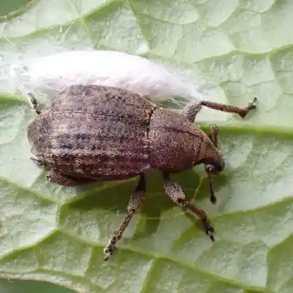 Foto von Gerippter Kielhalsrüssler (Tropiphorus elevatus)