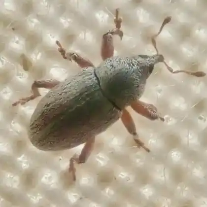 Foto von  (Tychius breviusculus)