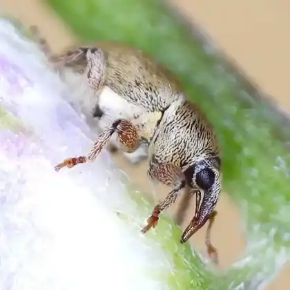 Foto von  (Tychius junceus)