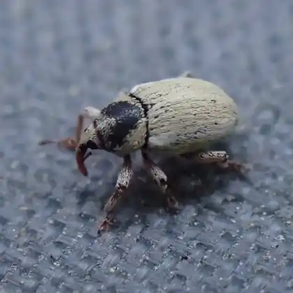 Foto von  (Tychius medicaginis)