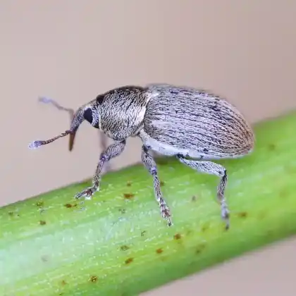 Foto von  (Tychius meliloti)